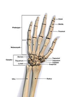 Human Hand Anatomical Print with Labeled Bones