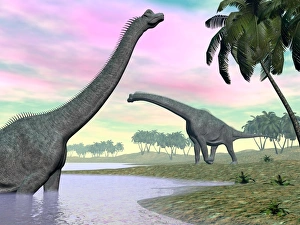 Two Brachiosaurus dinosaurs in landscape with water and palm trees Two Brachiosaurus dinosaurs in landscape with water and palm trees