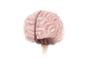 <b class=qtipBold><figcaption>Brain surface anatomy</figcaption></b><br>Brain surface anatomy.<br><em>© Alan Gesek/Stocktrek Images</em> Brain surface anatomy