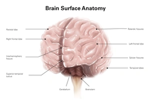 <b class=qtipBold><figcaption>Brain surface anatomy, with labels</figcaption></b><br>Brain surface anatomy, with labels.<br><em>© Alan Gesek/Stocktrek Images</em> Brain surface anatomy, with labels