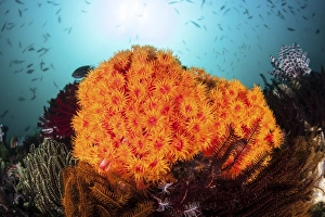 Bright orange cup corals grow on a vibrant reef in Indonesia Bright orange cup corals grow on a vibrant reef in Indonesia