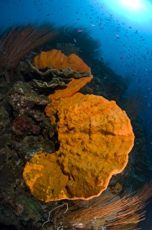 Bright orange sponge with sunburst, Papua New Guinea Bright orange sponge with sunburst, Papua New Guinea