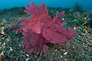 A bright pink/purple paddle-flap scorpionfish on volcanic sand, Bali A bright pink/purple paddle-flap scorpionfish on volcanic sand, Bali