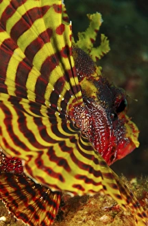 Bright yellow and red pectoral fin of a dwarf lionfish Bright yellow and red pectoral fin of a dwarf lionfish