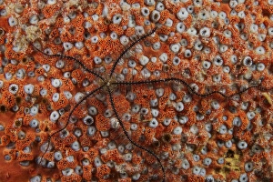 Related Images Gallery: Brittle Starfish on an orange sponge
