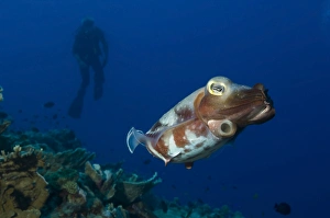 Broadclub Cuttlefish with diver, Papua New Guinea Broadclub Cuttlefish with diver, Papua New Guinea