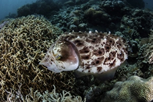 A broadclub cuttlefish lays eggs in a coral colony A broadclub cuttlefish lays eggs in a coral colony