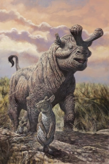 Brontops and Palaeolagus rabbit of the Early Miocene Epoch Brontops and Palaeolagus rabbit of the Early Miocene Epoch