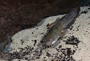 A Brown Bullhead catfish swims around a rock at the bottom of Morrison Springs cavern A Brown Bullhead catfish swims around a rock at the bottom of Morrison Springs cavern