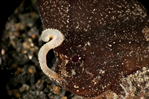Brown cuckatoo waspfish eating a worm, North Sulawesi, Indonesia Brown cuckatoo waspfish eating a worm, North Sulawesi, Indonesia