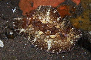 Brown and white discodoris nudibranch, Bali, Indonesia Brown and white discodoris nudibranch, Bali, Indonesia