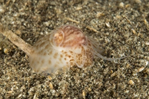 Brown and white gastropod crawling on the sandy bottom hunting for food Brown and white gastropod crawling on the sandy bottom hunting for food