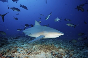 A bull shark with accompanying remora and schooling giant trevally, Fiji A bull shark with accompanying remora and schooling giant trevally, Fiji