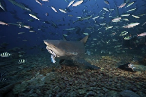 A bull shark picks up a large tuna head off of the reef floor, Fiji A bull shark picks up a large tuna head off of the reef floor, Fiji