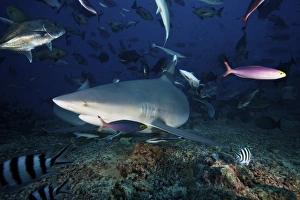 A bull shark turns sharply to avoid the photographer, Fiji A bull shark turns sharply to avoid the photographer, Fiji
