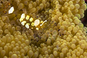 Bumblebee shrimp on adhesive anemone, Australia Bumblebee shrimp on adhesive anemone, Australia