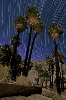 California fan palms and a backdrop of star trails in Anza Borrego Desert State Park California fan palms and a backdrop of star trails in Anza Borrego Desert State Park