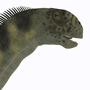<b class=qtipBold><figcaption>Camarasaurus dinosaur head</figcaption></b><br>Camarasaurus was a herbivorous sauropod dinosaur that lived during the Jurassic Period of North America.<br><em>© Corey Ford/Stocktrek Images</em> Camarasaurus dinosaur head