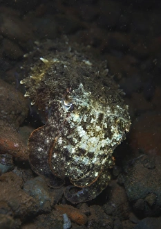 Camouflaged baby reef cuttelfish, Bali, Indonesia Camouflaged baby reef cuttelfish, Bali, Indonesia