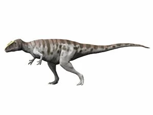Carcharodontosaurus iguidensis, Late Cretaceous of Niger
