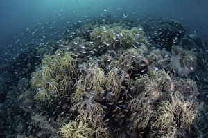 Cardinalfish swimming above soft corals in Komodo National Park, Indonesia Cardinalfish swimming above soft corals in Komodo National Park, Indonesia