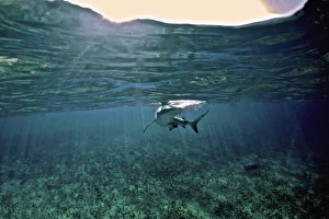 Caribbean Reef Shark, Grand Cay, The Bahamas Caribbean Reef Shark, Grand Cay, The Bahamas