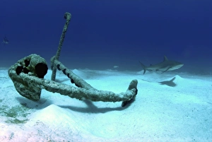 A Caribbean reef shark swims by the anchor at Treasure Wreck A Caribbean reef shark swims by the anchor at Treasure Wreck