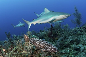 Several Caribbean reef sharks and a goliath grouper Several Caribbean reef sharks and a goliath grouper