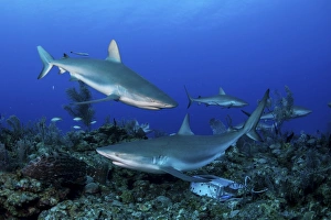 Caribbean reef sharks swimming along the reef off of Cuba Caribbean reef sharks swimming along the reef off of Cuba