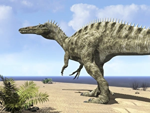 A carnivorous Suchomimus wanders a beach on the ancient Tethys Ocean A carnivorous Suchomimus wanders a beach on the ancient Tethys Ocean