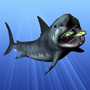 A Cenozoic Era Megalodon devours two swimming tuna A Cenozoic Era Megalodon devours two swimming tuna