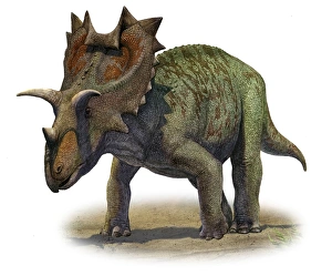 Ceratops montanus, a prehistoric era dinosaur Ceratops montanus, a prehistoric era dinosaur