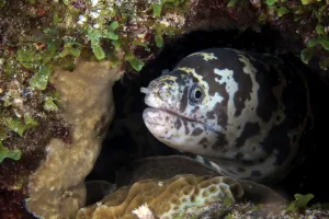 Related Images Gallery: A chain moray eel peers out of its hole, Bonaire, Caribbean Netherlands