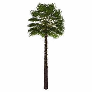 Chamaerops humilis isolated on white Chamaerops humilis isolated on white