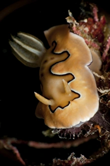 <b class=qtipBold><figcaption>Chromodoris coi sea slug nudibranch</figcaption></b><br>Chromodoris coi sea slug nudibranch, Pulau Tioman, Pahang, Malaysia.<br><em>© Mathieu Meur/Stocktrek Images</em> Chromodoris coi sea slug nudibranch