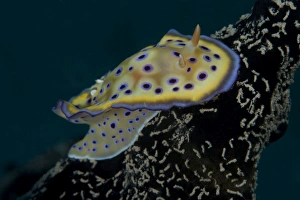 Chromodoris kuniei nudibranch, Beqa Lagoon, Fiji Chromodoris kuniei nudibranch, Beqa Lagoon, Fiji