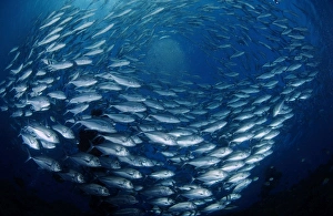 Circling school of jacks trevally above Liberty Wreck, Bali Circling school of jacks trevally above Liberty Wreck, Bali