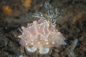 Close-up of a beautiful Halgerda batangas nudibranch Close-up of a beautiful Halgerda batangas nudibranch