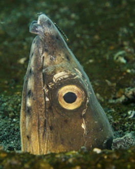 Close-up of a blacksaddle snake eel head, Lembeh Strait, Indonesia Close-up of a blacksaddle snake eel head, Lembeh Strait, Indonesia