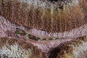<b class=qtipBold><figcaption>Close-up of a goby, Indonesia</figcaption></b><br>Close-up of a goby, Indonesia.<br><em>© Todd Winner/Stocktrek Images</em> Close-up of a goby, Indonesia