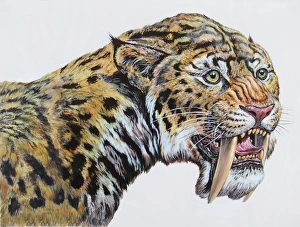 Close-up headshot of Megantereon, Pliocene Epoch Close-up headshot of Megantereon, Pliocene Epoch