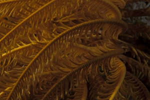 Close-up image of a yellow crinoid on a Fijian reef Close-up image of a yellow crinoid on a Fijian reef