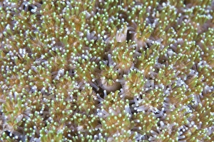 Close-up of open coral polyps, Papua New Guinea Close-up of open coral polyps, Papua New Guinea