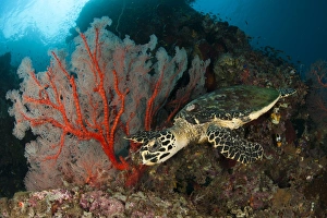 Close-up view of a Hawksbill sea turtle next to a red sea fan, Indonesia Close-up view of a Hawksbill sea turtle next to a red sea fan, Indonesia