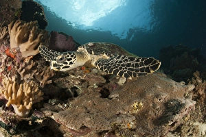Close-up view of a Hawksbill sea turtle on a reef in Raja Ampat Close-up view of a Hawksbill sea turtle on a reef in Raja Ampat