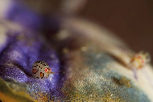 Close-up view of a ladybug amphipod, Cyproidea species Close-up view of a ladybug amphipod, Cyproidea species