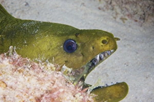 Related Images Gallery: Close-up view of a large green moray eel