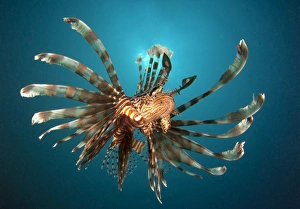 Close-up view of a lionfish. Gorontalo, Indonesia Close-up view of a lionfish. Gorontalo, Indonesia