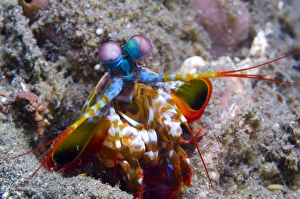 Close-up view of a Mantis Shrimp, Papua New Guinea Close-up view of a Mantis Shrimp, Papua New Guinea