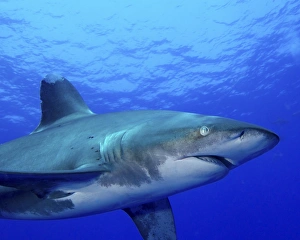 Close-up side view of an oceanic whitetip shark Close-up side view of an oceanic whitetip shark